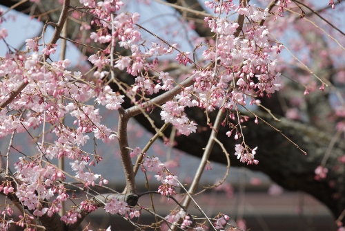 1790-12.4.2京都府庁中庭祇園しだれ桜アップ開花状況　横.jpg